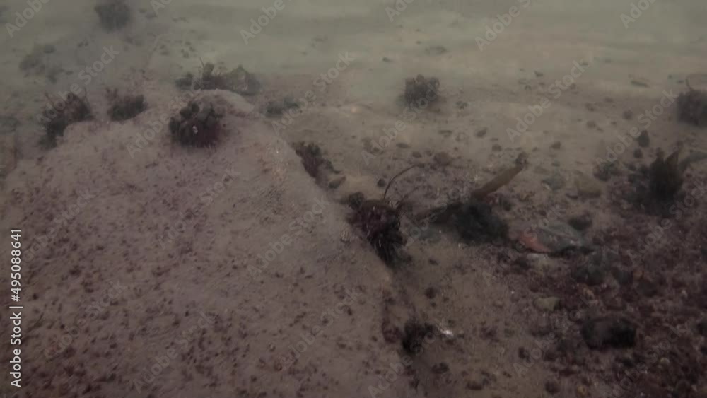 Underwater video in cold clear water of the Southern Ocean in Antarctica and floating around inhabitants of the seas. Amazing, beautiful marine life world of sea creatures. Scuba diving and tourism. Underwater video in cold clear water of the Southern Ocean in Antarctica and floating around inhabitants of the seas. Amazing, beautiful marine life world of sea creatures. Scuba diving and tourism.