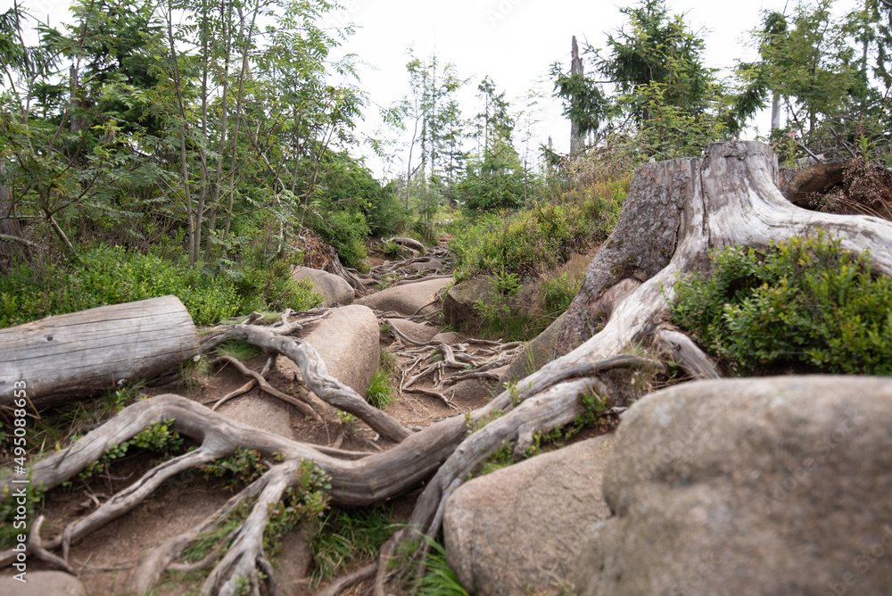 roots in the forest