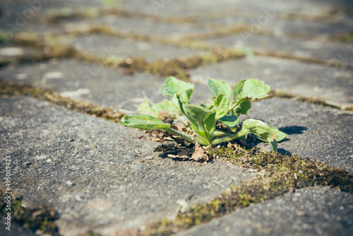 Fototapeta Naklejka Na Ścianę i Meble -  little weed on a street