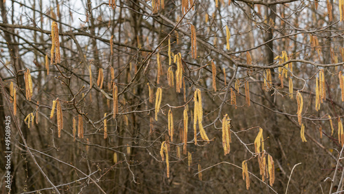 Male hazel flowers known as catkin hang from twigs in spring