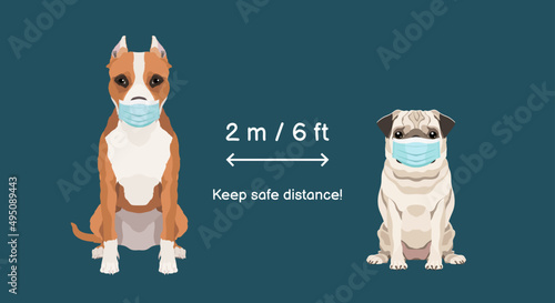 Keep safe distance 2 m 6 ft. Coronavirus infection spreading prevention information sign with American Staffordshire Terrier and Pug wearing medical face masks