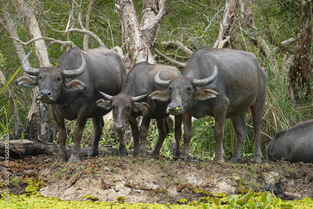 Water buffaloes are resting on the green grass by the sea Water buffaloes are resting on the green grass by the sea