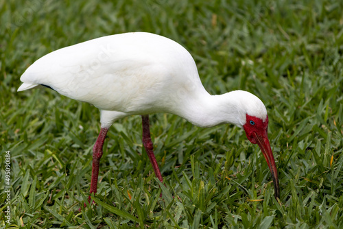 White Ibis, Eudocimus albus, Lake Mirror, Lakeland, Florida, Polk County.  photo