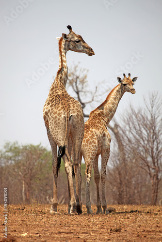 Canvas Print Female giraffe with baby, Botswana