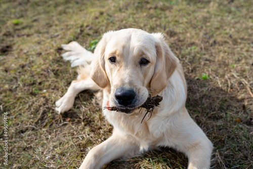 A young male golden retriever lies in the grass and gnaws a piece of a root.