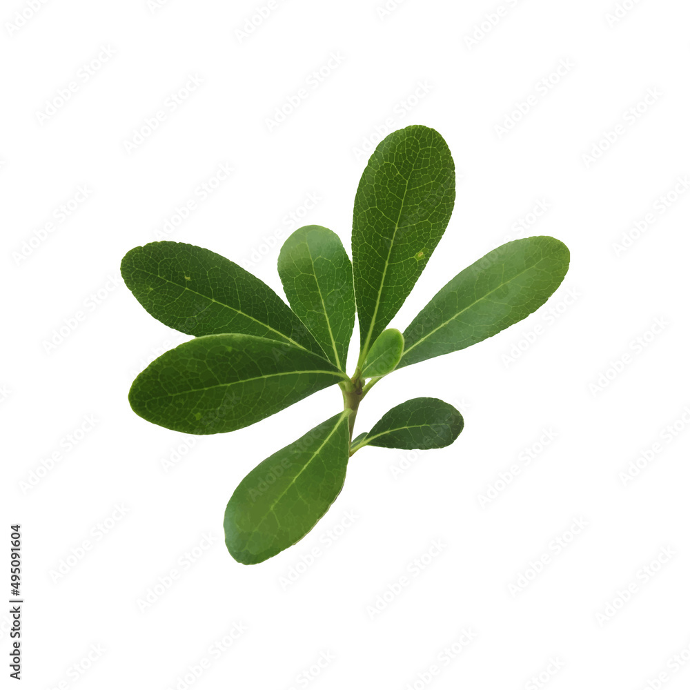 Vector sprig of boxwood with green leaves. - obrazy, fototapety, plakaty 