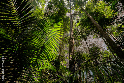 fern in the jungle