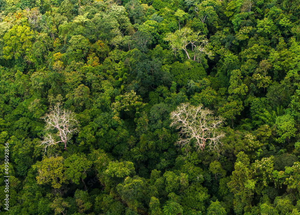 Obraz premium trees in the forest