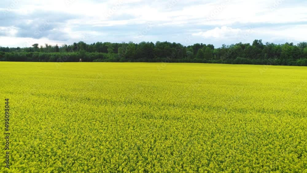 Aerial drone camera shot of yellow flowering oil seed plants field in spring time. This 4K nature panorama shot is perfect for: growing canola, farming oil-seed, yellow flower field, spring blossom. Aerial drone camera shot of yellow flowering oil seed plants field in spring time. This 4K nature panorama shot is perfect for: growing canola, farming oil-seed, yellow flower field, spring blossom.