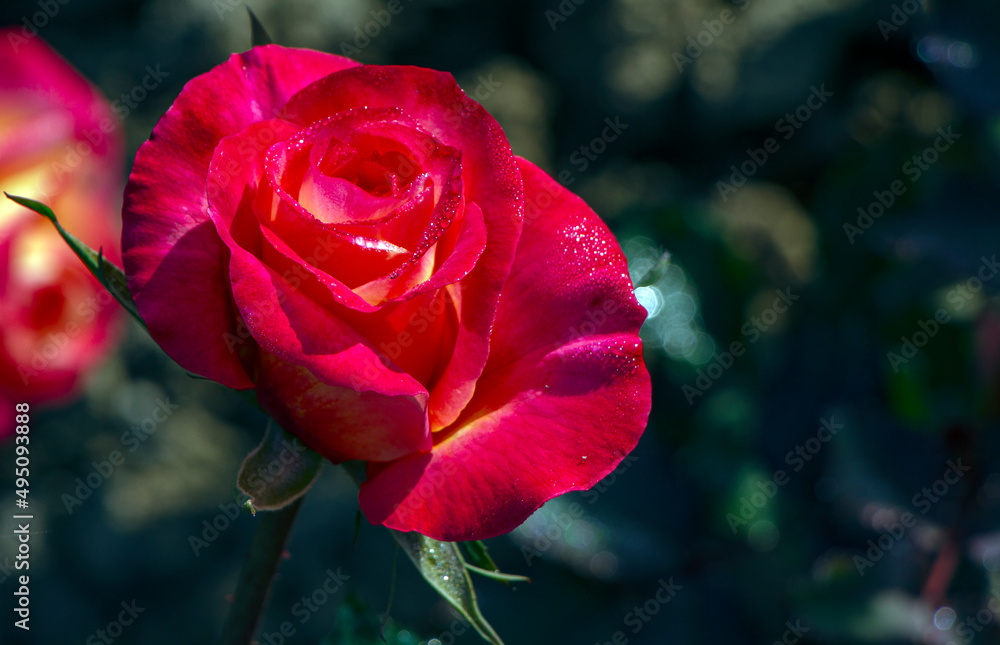 Spring Time rose in early morning sunlight Spring Time rose in early morning sunlight