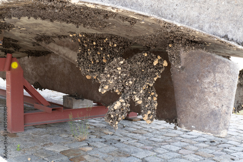 Muschelbewuchs Antifouling Werder Havel Großer Zernsee Vulkanwerft