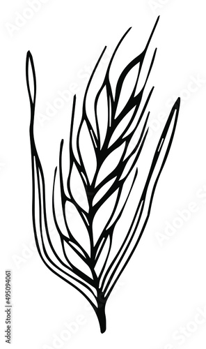 Sketch ear of wheat by hand on an isolated background