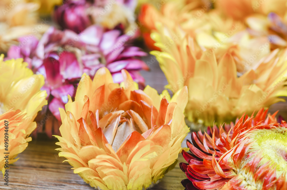 Dried straw flower heads on wooden background. Dried straw flower heads on wooden background.