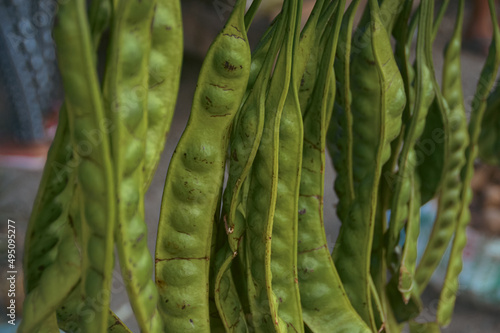 Close up of stink beans or Parkia speciosa, commonly known as bitter bean or twisted cluster bean