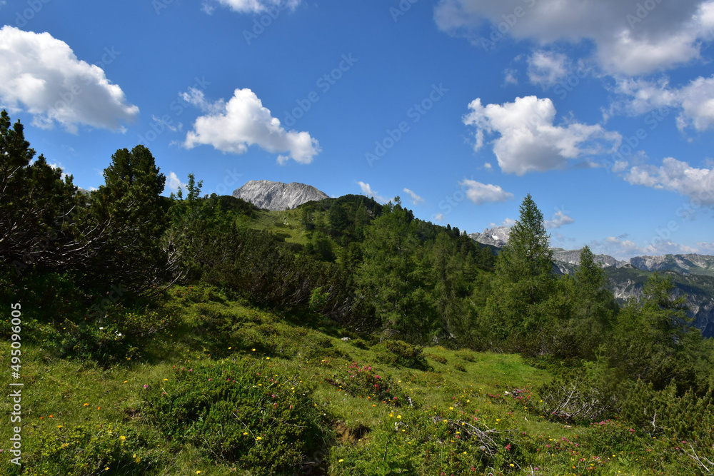 forest in the mountains