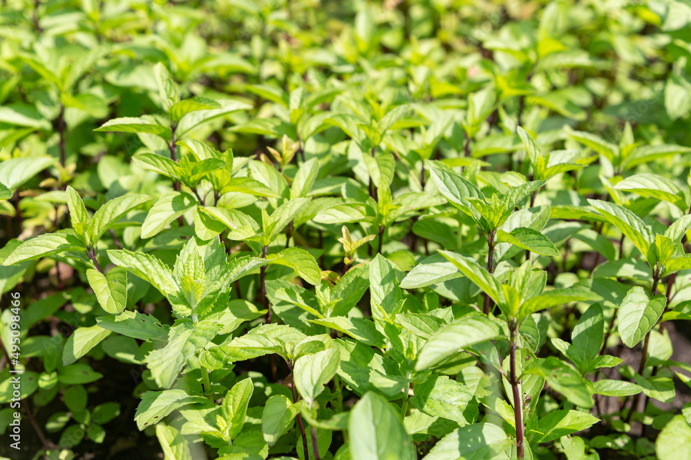 Green and fresh mint grows on the garden beds Green and fresh mint grows on the garden beds