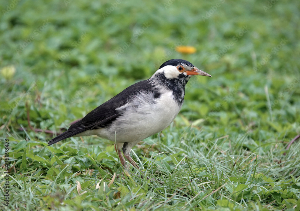 A close-up profile view of an Asian pied starling standing on the grass in Dubai, UAE. A close-up profile view of an Asian pied starling standing on the grass in Dubai, UAE.