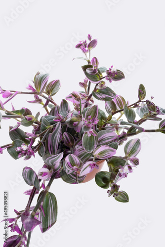 Tradescantia zebrina: tradescantia is a Silver Inch Plant on white background, Wandering Jewish plant, Ornamental Houseplant for home decoration.
