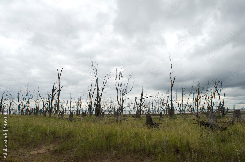 dry forest due to flooding of lake epecuen