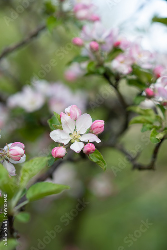 apple blossom on a twig of pink and white