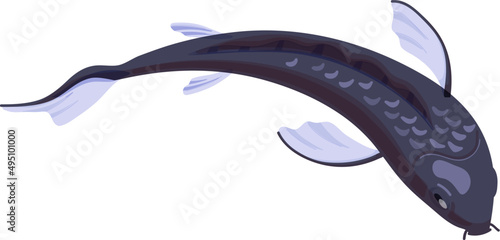 Asian Koi Carp Fish Swim Cartoon Illustration
