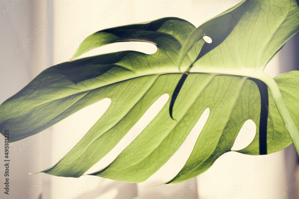 Fototapeta Creative nature background.Fresh green leaf of monstera with light on grey background. Minimal style design with plant. copy space selective focus