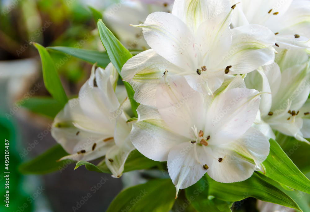 Beautiful spring white flowers close-up Beautiful spring white flowers close-up