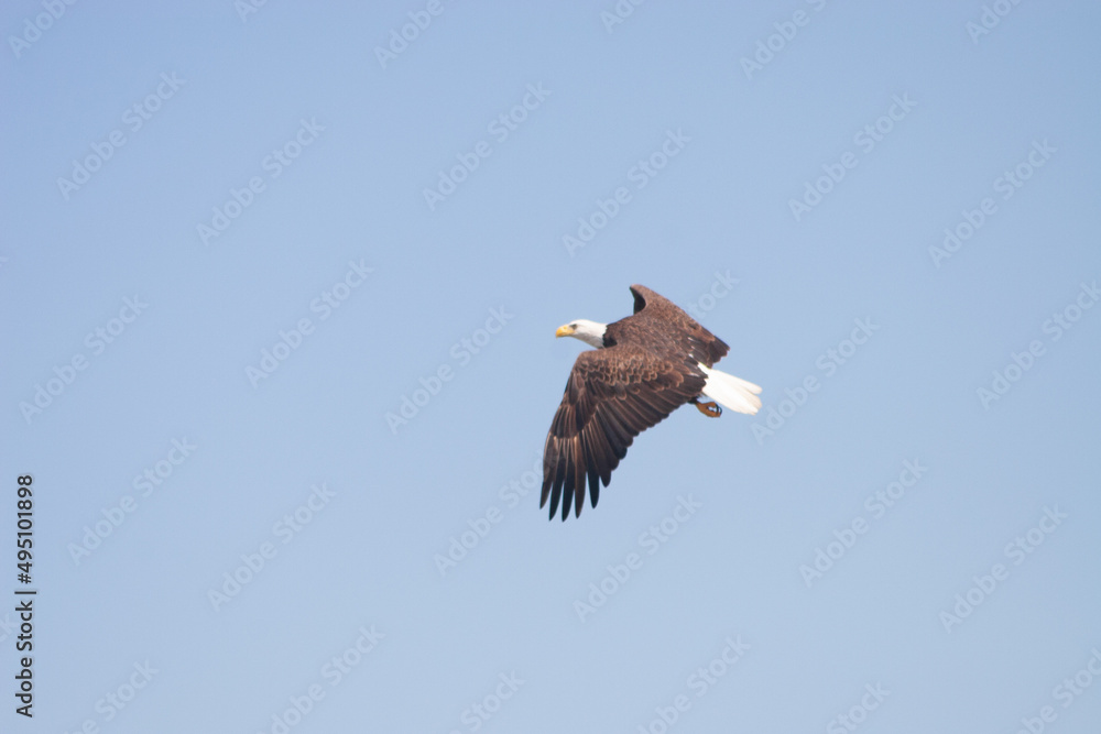 Fototapeta premium Bald Eagle Haliaeetus leucocephalus