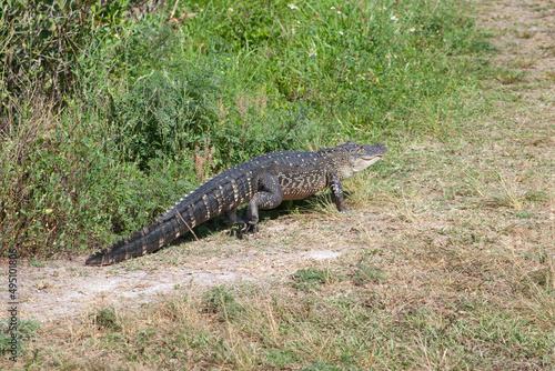 American Alligator Alligator mississippiensis