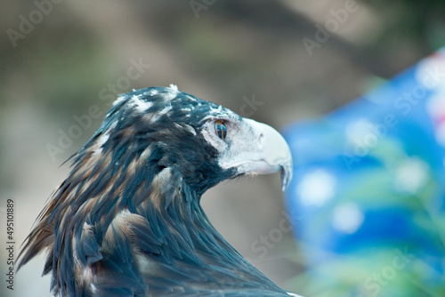 a close up of a Eagle falcone  in australia