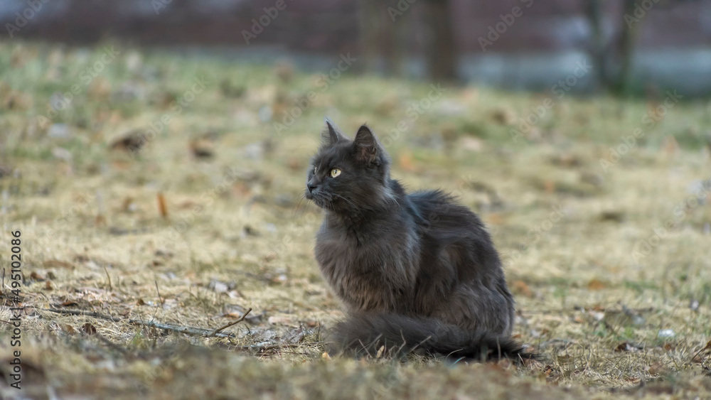 Homeles cat is looking for shelter. Abandoned animal, street cat. The cat is waiting for new owners. Homeles cat is looking for shelter. Abandoned animal, street cat. The cat is waiting for new owners.