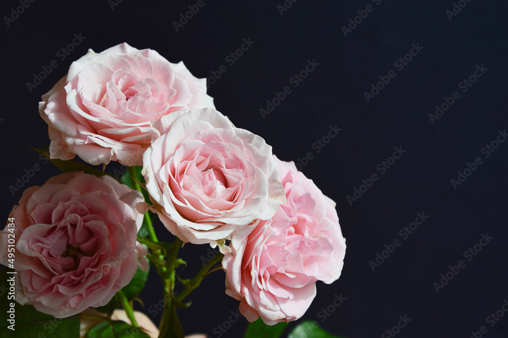 Fototapeta premium background for the design of holidays, valentine's day, birthday, March 8. a bouquet of flowers. beautiful pink roses.