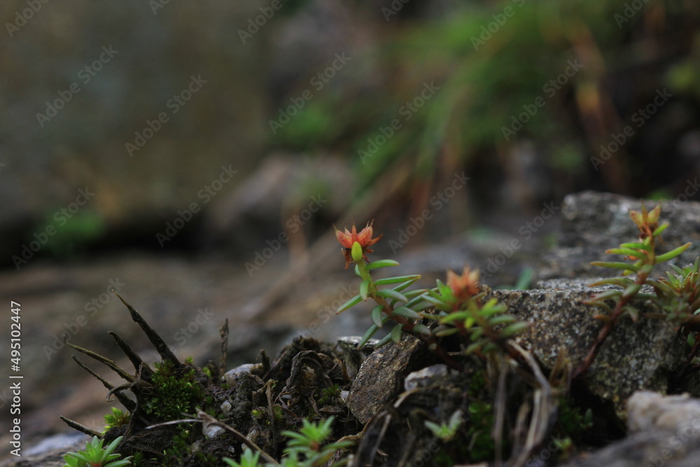 Fototapeta premium wild flowers