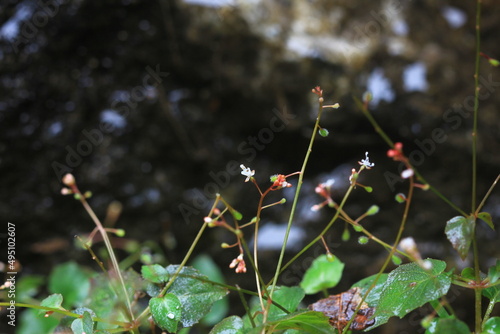 wild flowers