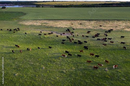 Cows fed with natural grass in pampas countryside, Patagonia, Argentina. © foto4440