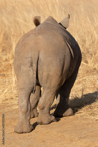 Cute White Rhino Calf, South Africa