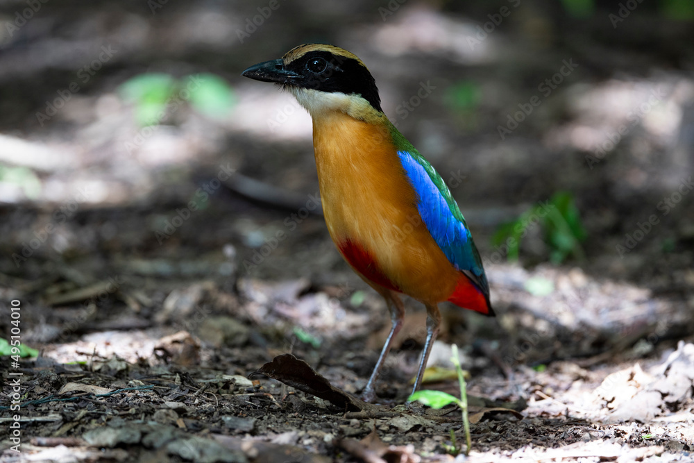 Blue - winged pitta Blue - winged pitta
