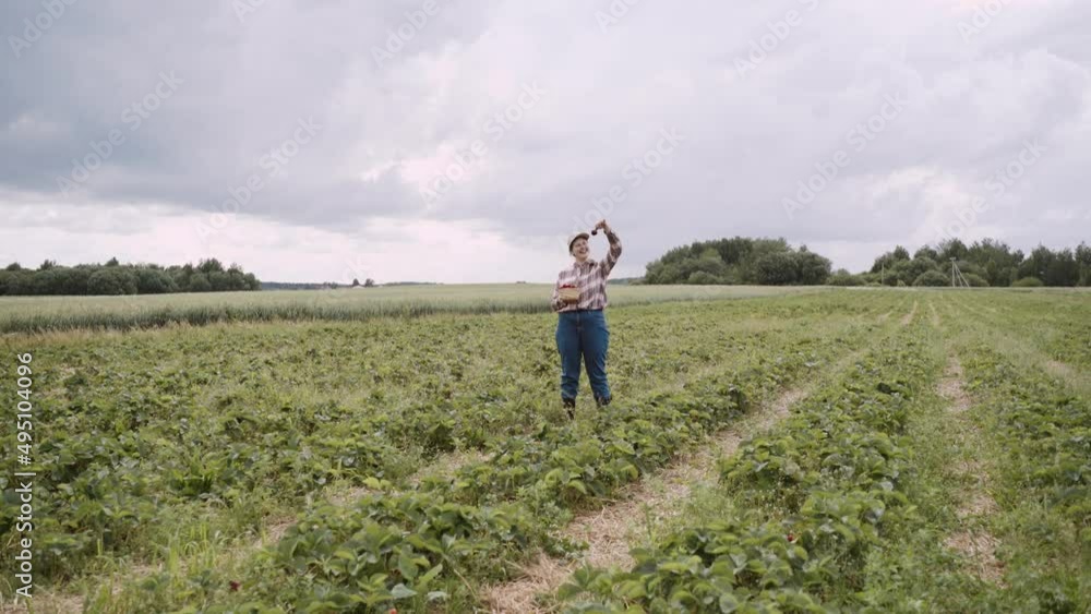Happy young woman in plaid shirt and jeans stands among green strawberry field. Farmer lifts up large ripe strawberry, shakes it, smiles and puts the fruit in basket. Cloudy day in countryside. Happy young woman in plaid shirt and jeans stands among green strawberry field. Farmer lifts up large ripe strawberry, shakes it, smiles and puts the fruit in basket. Cloudy day in countryside.