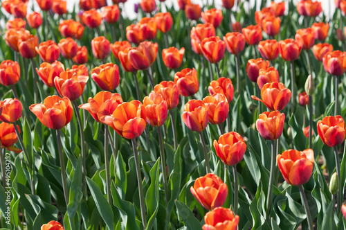 Fototapeta Naklejka Na Ścianę i Meble -  tulips background