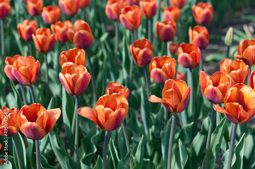 field of orange tulips