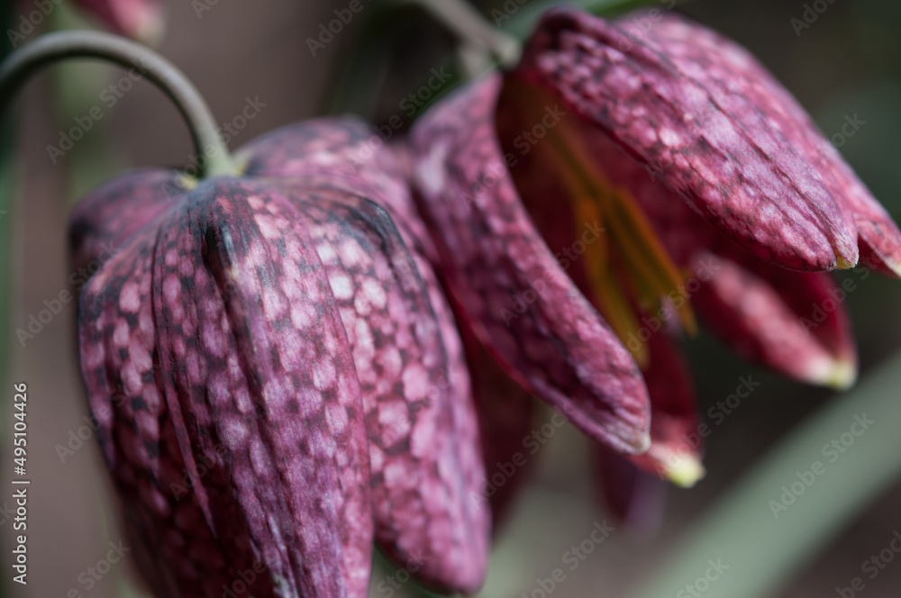 Fritillaria blossoms close up