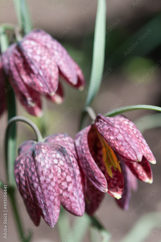 Fritillaria blossoms in the sun
