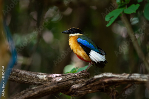 Blue - winged pitta © pichaitun