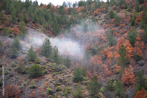 morning fog in the woods in the fall