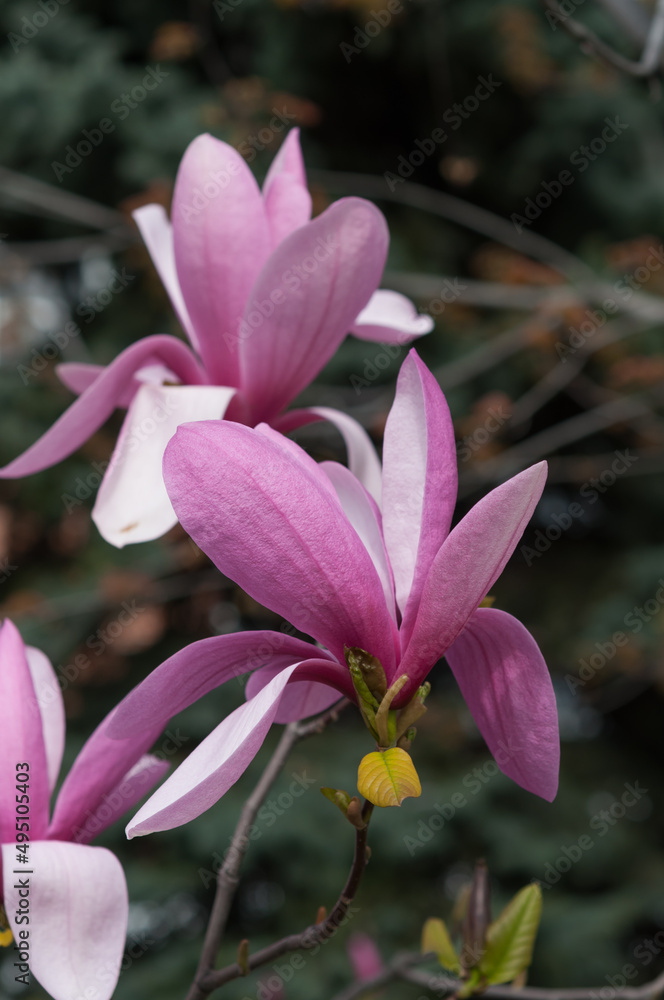 pink and white magnolia