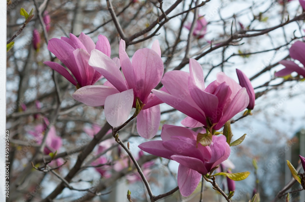 pink magnolia flowers pink magnolia flowers