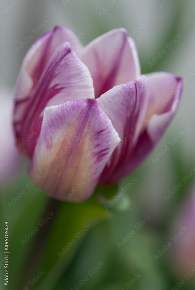 variegated violet and pink tulip flower close up variegated violet and pink tulip flower close up