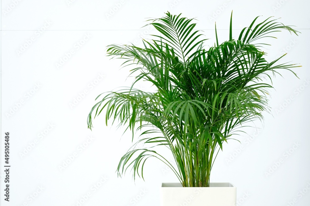 Obraz premium Indoor ornamental plants. Areca palm. The evergreen plant is in a pot of white color. Composition on the background of a white wall.