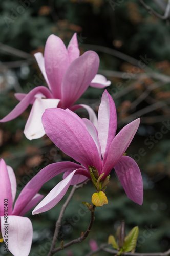 pink and white magnolia
