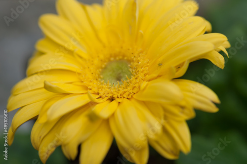 yellow daisy flower